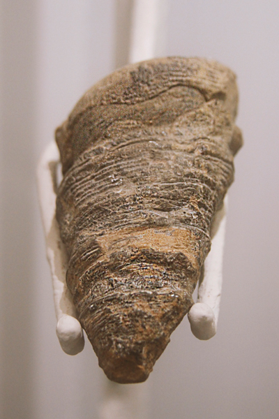 Muestra de fósiles prehistóricos regionales